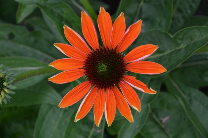 Echinacea purpurea 'Cheyenne Spirit' (4)
